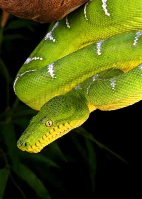  Emerald Tree Boa – En Slange Med Smaragdgloss som Glider Genom Trädkronorna!