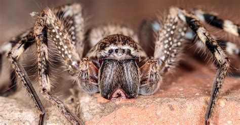  Huntsman! En Överraskande Snabb och Kraftig Ättling till Spindeln