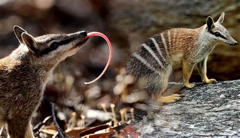  Numbat! Det sötaste rovstadiet som också är en fantastiskt skicklig insektjägare